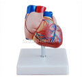 مدل قلب حیاتی برای آموزش پزشکی